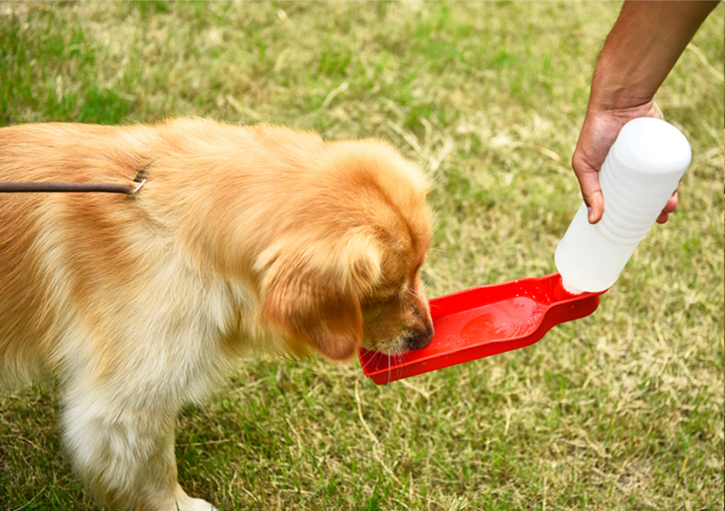 Portable Pet Water Bowl Bottle Drinking Fountain